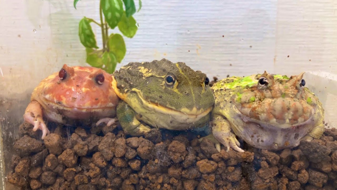 鯉の踊り食いをするカエル Frogs eating live bait carp - YouTube