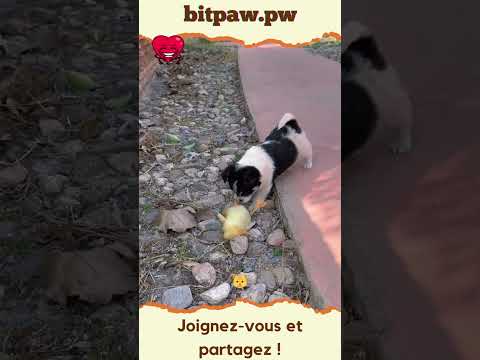 #shorts Complices à