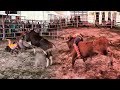 ¡¡¡ASÍ CAYERON DOS GRANDES DEL JARIPEO!!! DE LO MEJOR QUE TIENE RANCHO EL DESCONOCIDO