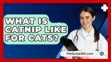 What Is Catnip Like For Cats? - PetGuide360.com