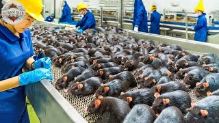 How Chinese Farmers Raise Guinea Rats for Meat | Guinea Pig Meat Processing Factory