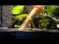 Young axolotl eating piece of fish