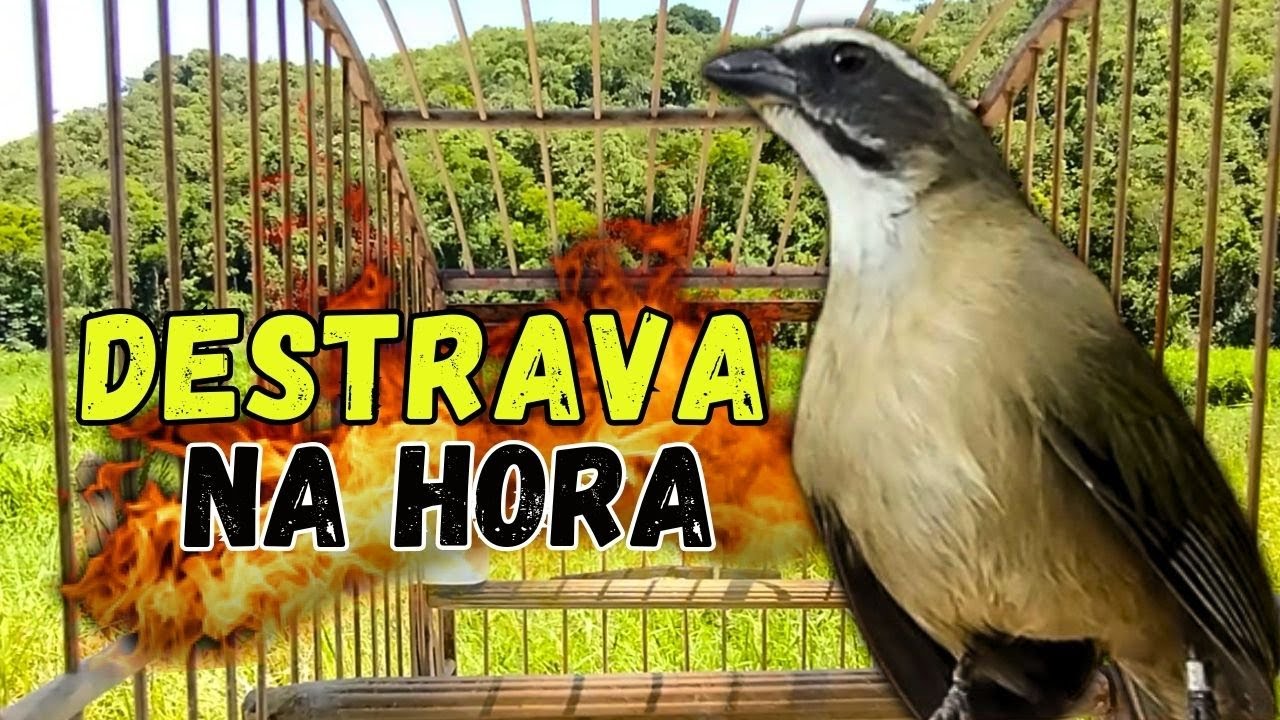 ESQUENTAR TRINCA FERRO FRIO 🟢LEVANTE SEU TRINCA FERRO 🟢MELHOR TRINCA FERRO NO MATO ESQUENTAR TRINCA