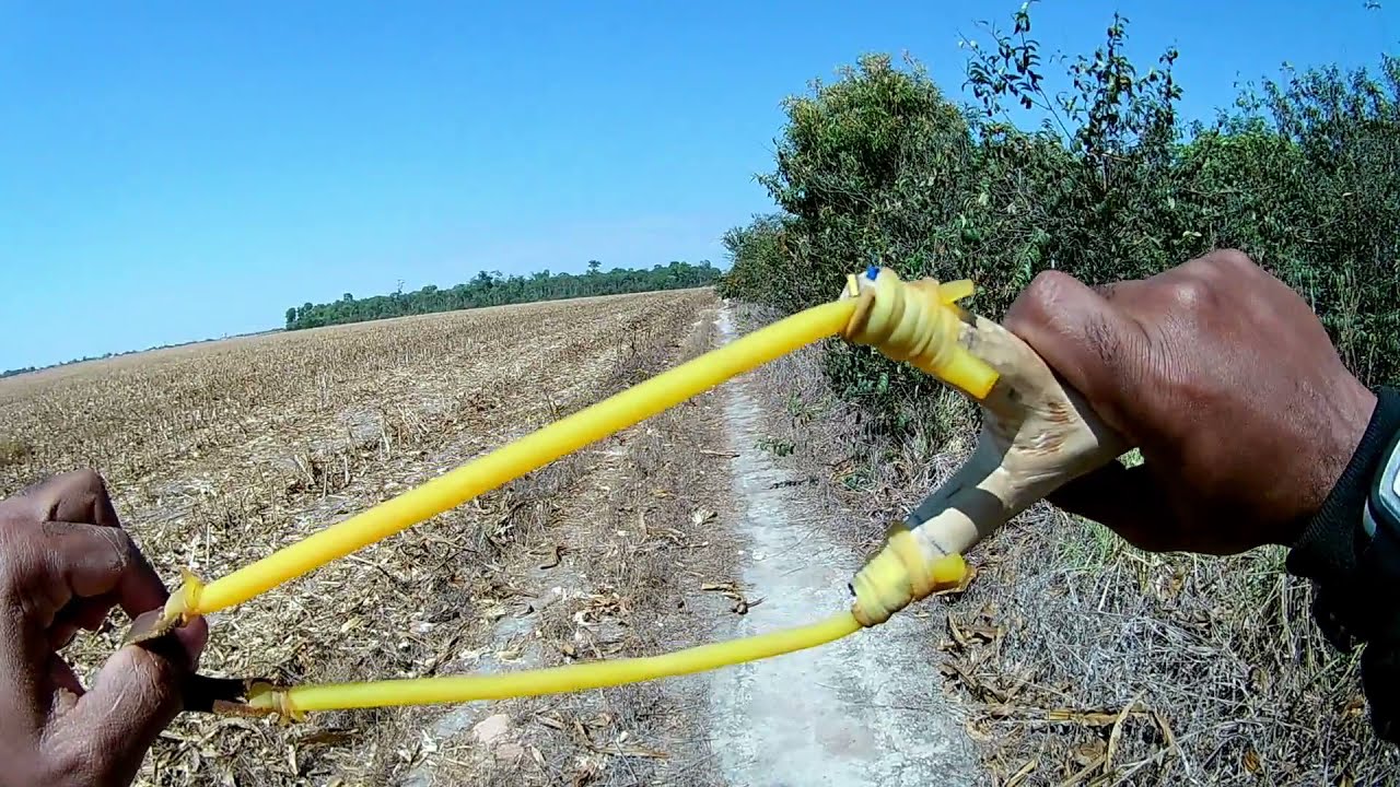 Caçada de estilingue no domingo interando o frito das lambus e juriti