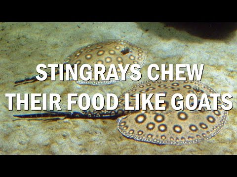 Videó: Teacup Stingrays