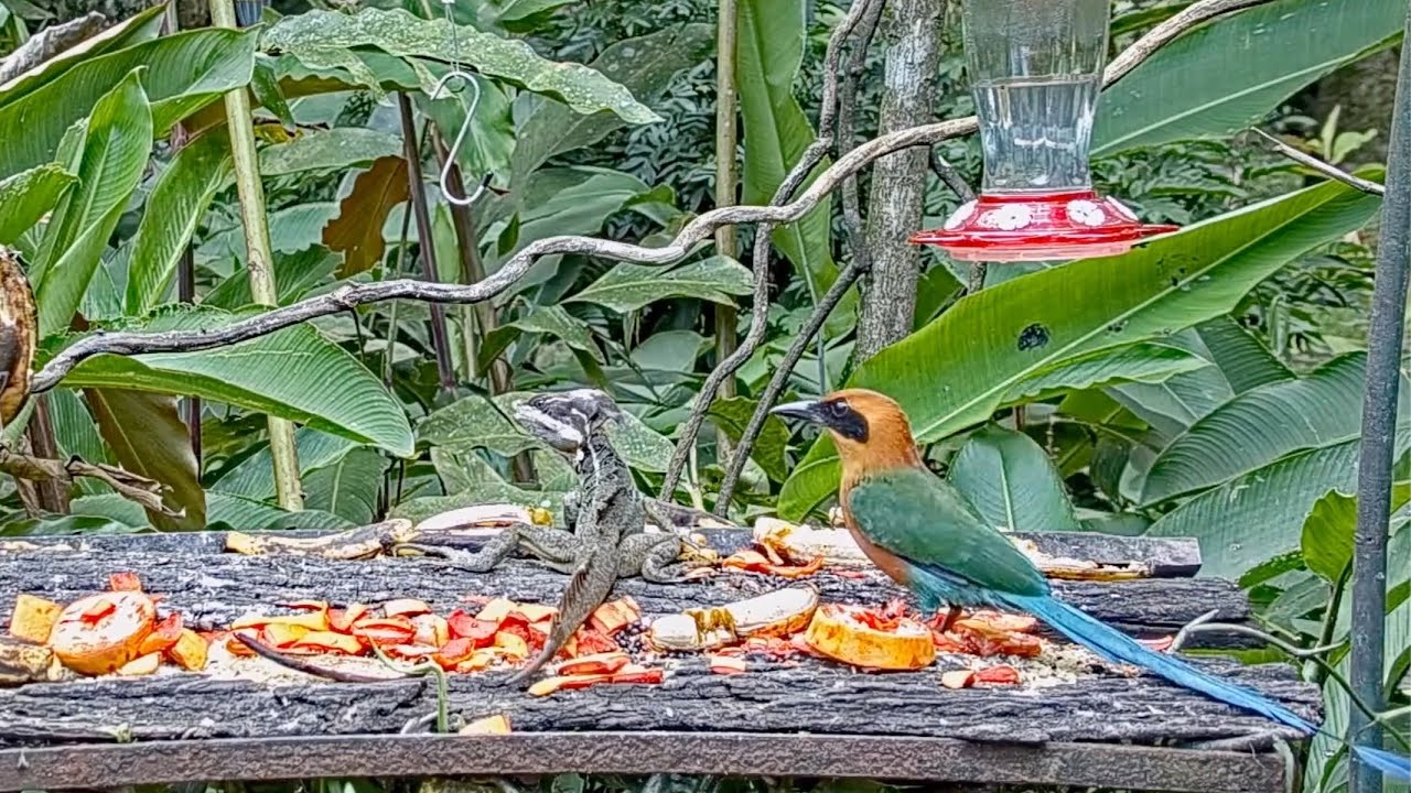 Male Common Basilisk And Rufous Motmot Visit The Panama Fruit Feeder