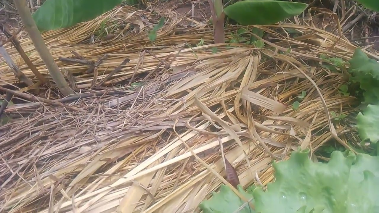 Agricultura sintropica no semiárido @Prosa Caipira