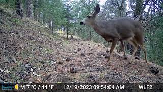 Before winter Tehachapi deer, getting big! 2024