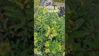경기광주 대문제작소010 5177 8942#대문시공 #대문제작 #전원주택대문#용인주택대문