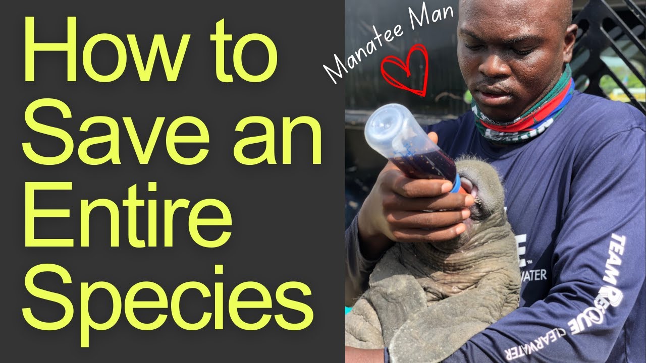 how-a-child-saved-the-manatees-jamal-galves-interview-youtube