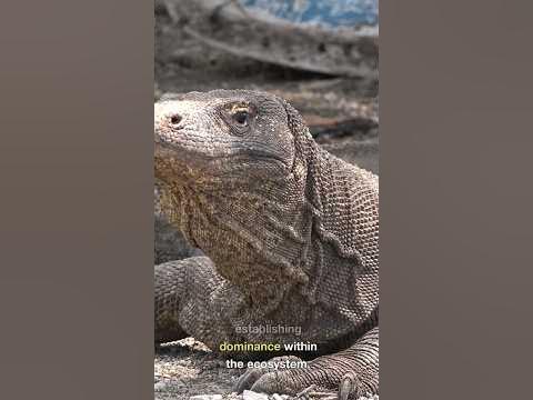 The Komodo Dragons Life Style: 5 Facts Pt.9 #shorts - YouTube