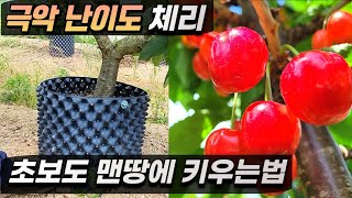 어렵기로 소문난 체리 맨땅에 누구나 쉽게  키우는법