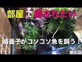 【アクアリウム 】60センチ水槽立上げ① 〜まだ60cm水槽は登場しません〜