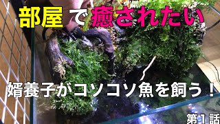 【アクアリウム 】60センチ水槽立上げ① 〜まだ60cm水槽は登場しません〜