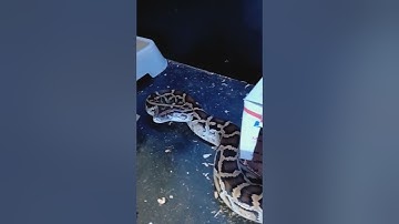 Burmese python handling tips and tricks.💯🐍🔥