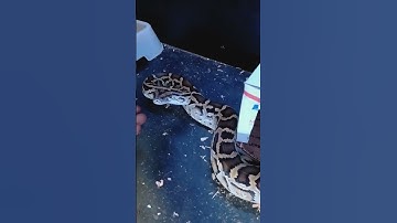 Burmese python handling tips and tricks.💯🐍🔥