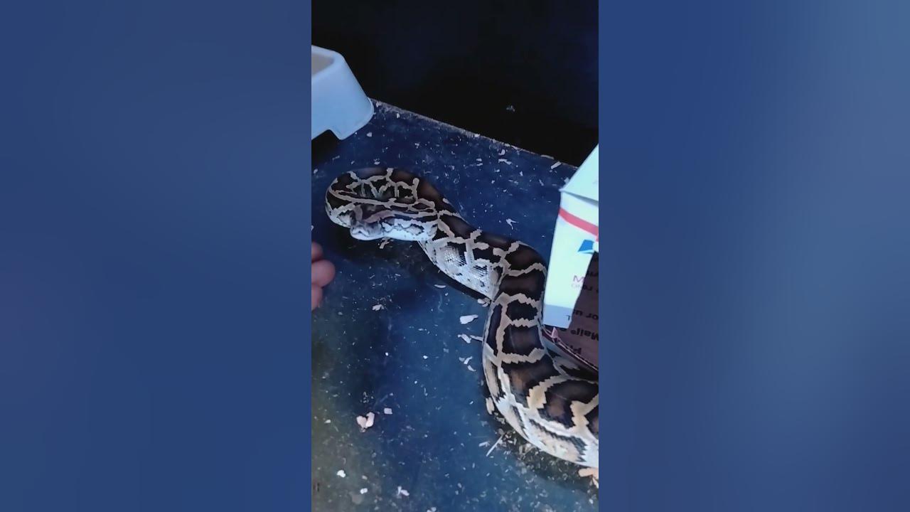 Burmese python handling tips and tricks.💯🐍🔥 - YouTube