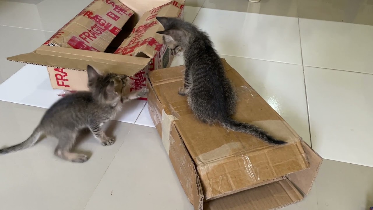 Orphaned Cat Litter it's all about the boxes YouTube