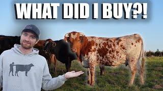 I BOUGHT LONGHORNS!!! by Farm & Hammer 27,624 views 1 year ago 13 minutes, 49 seconds