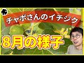 【イチジク】ちゃぼさんのお庭の8月の様子！おまけ動画付き（育て方）