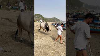 Cow Unloding ,Cow videos, Cow shorts ,Cow video ✅ Ep-(15) #shorts