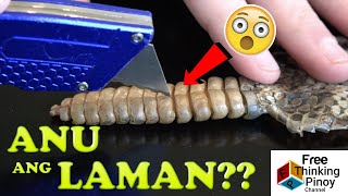 WHAT'S INSIDE A RATTLESNAKE TAIL?? Yun Pala Ang Laman ng Buntot 😱😮😮