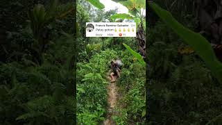 Download Lagu Sipag at tyaga para makalaga #buhayprobinsya #banana MP3