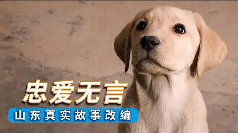 《忠爱无言》07年山东真实故事改编，一条拉11年车的狗，感人电影 - 天天要闻