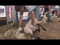2012 Sheep Shearing Contest | Celebrating the Fair
