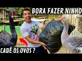 Fazendo ninho para cisne negro e ganso Toulousse | colheita de ágape para aves | Aves Recriar