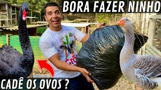 Fazendo ninho para cisne negro e ganso Toulousse | colheita de ágape para aves | Aves Recriar