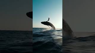 Whale jumping out of the water🤯😮#animals #shorts #fyp