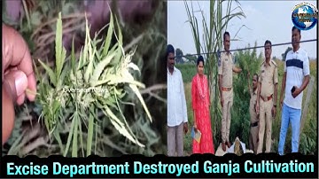 Police & Excise Department Destroyed Ganja Cultivationin in Pargi Zone, Vikarabad of Telangana