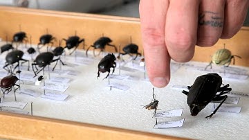 Video:  Keeping track of UAE