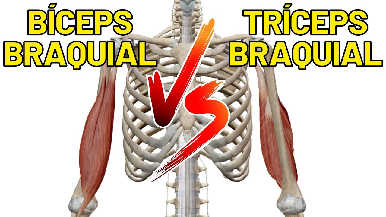 Diferenças entre BÍCEPS e TRÍCEPS! Origem, inserção, inervação e  movimentos! Anatomia 