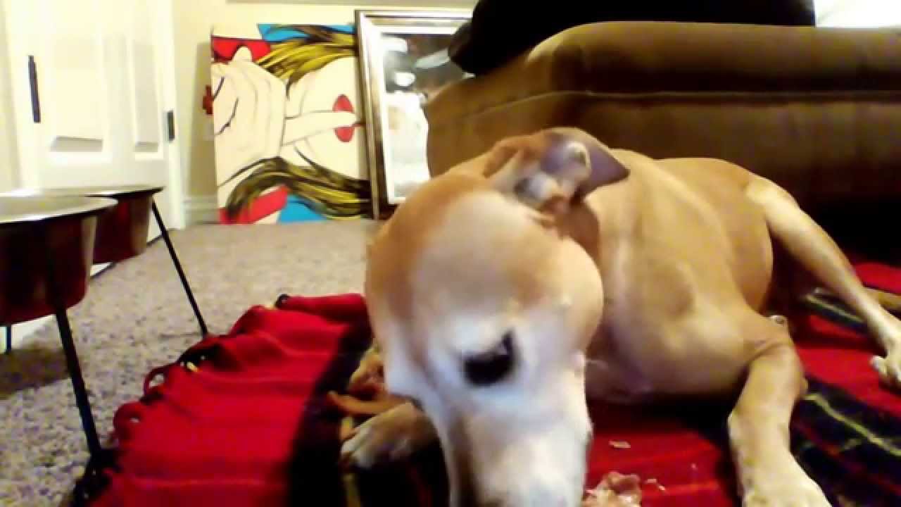 ASMR~Dog Chewing Pig Ears