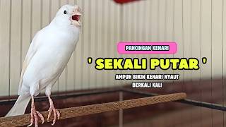 KENARI GACOR Panjang, Suara PANCINGAN Kenari PAUD Belajar Bunyi Ngeriwik | Masteran Kenari Paud #751