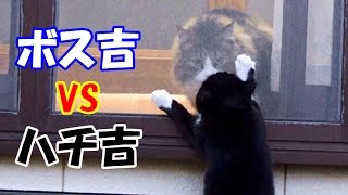 Hachi Cat Plays with Boss Cat frisky!?