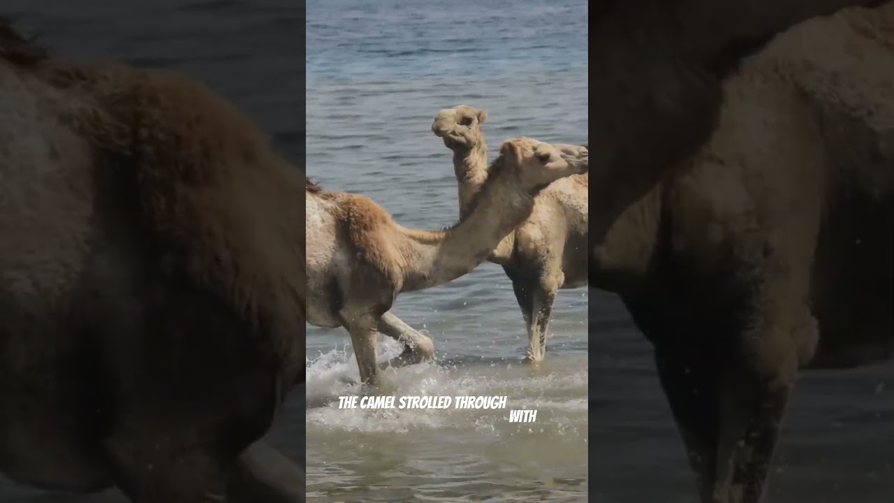 The Mouse and the Camel: A Lesson in Humility