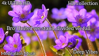 Bro! United we stand, divided we fall. Motivational Music | Brothers deep quotes | Beautiful Flowers screenshot 1