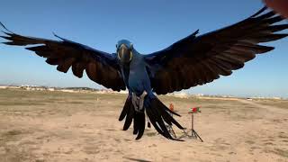 Sunbul Hyacinth Macaw, Rambo Harlequin Macaw, Zico Ruby Macaw