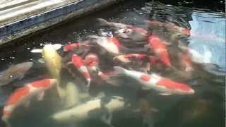 Heavy Duty Beauties - Koi Food