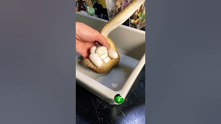 Children’s Python Eggs! #molinarosnakelab #snakebreeding #childrenspython #Antaresia #reptiles #diy