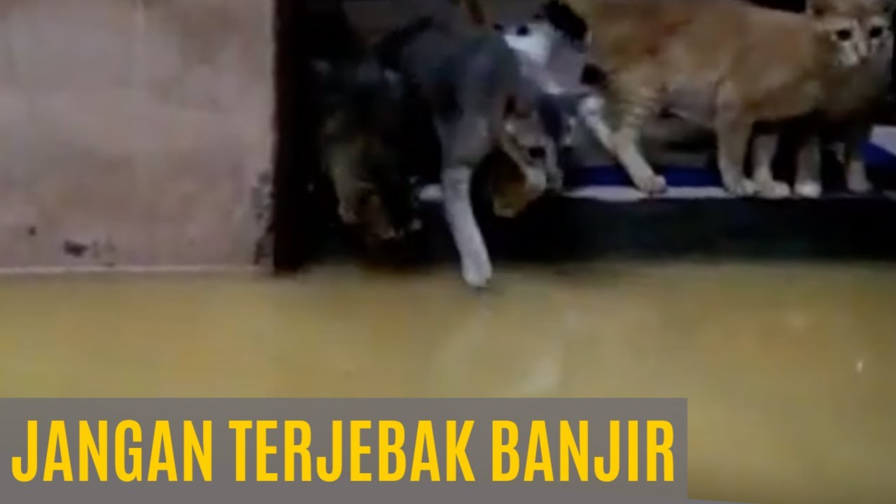 Kucing Saat Banjir Harus Aman YouTube