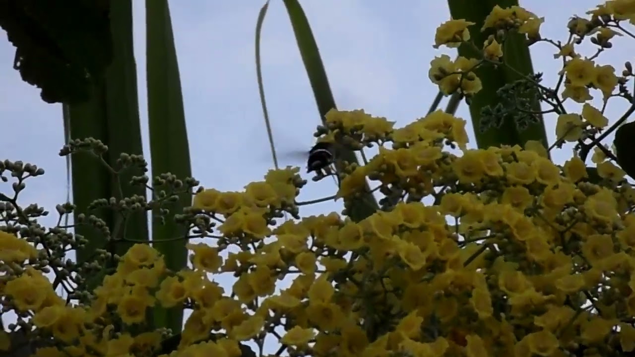 Titan Sphinx, Aellopos titan, Chichicaxtle, Mexico, 25 Sept 2011