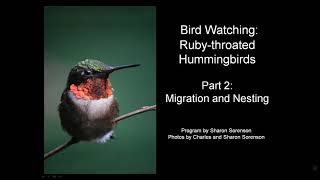 Rubythroated Hummingbirds: Migration and Nesting