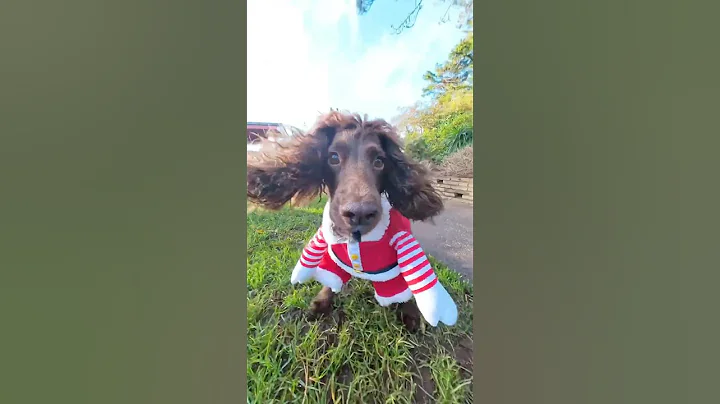 Santa’s favorite helper this year 🐾🎅 | Insta360 X4 Air