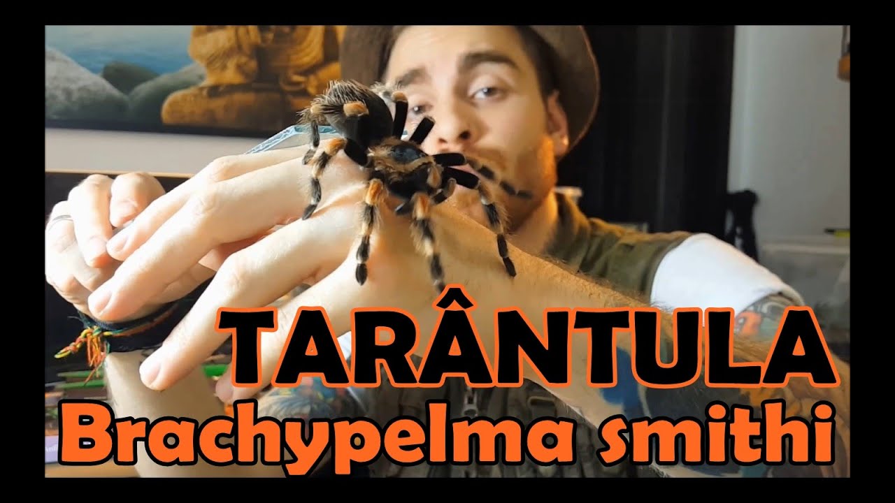 Papo de Biólogo: Tarântula (Brachypelma smithi)