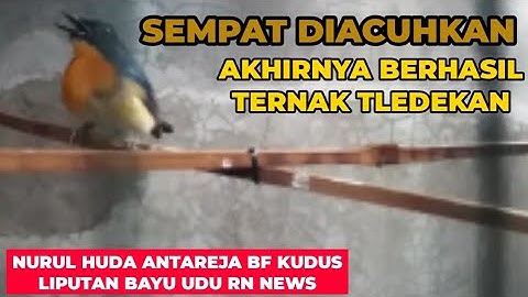 Sempat Diacuhkan, Akhirnya Berhasil Ternak Tledekan.