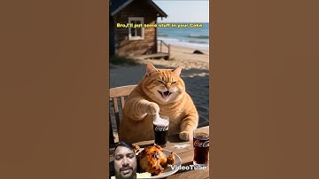 This orange cat stole the turtle